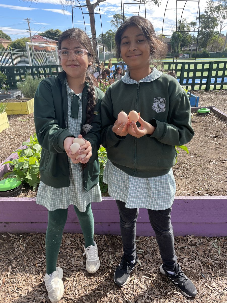 Some of our exciting gardening activities today - building a teepee for snow peas, thinning out and relocating the carrots and collecting eggs to be used in upcoming cooking classes! <a href="/IngleburnPs/">Ingleburn PS</a>