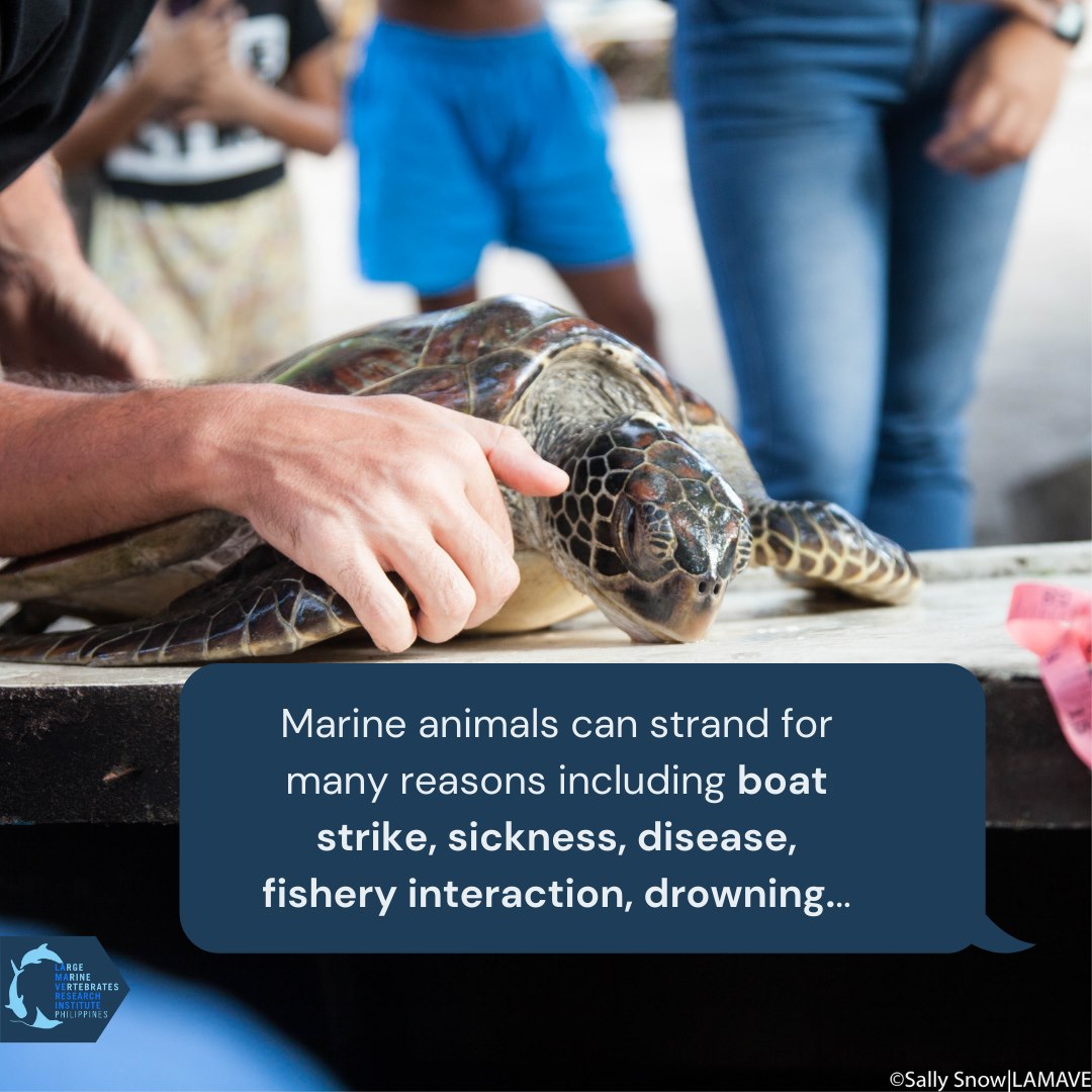 DENROfficial's tweet photo. Get an insight on how #LAMAVE works with local authorities, communities, and the DENR in responding to marine animals stranding and rescue. (1/3)
If you are interested in supporting #LAMAVE, contact: https://t.co/gB4aYcfI5S
"The Science we need for the ocean we want"
#MOO2021 https://t.co/hAdbhOInJ0