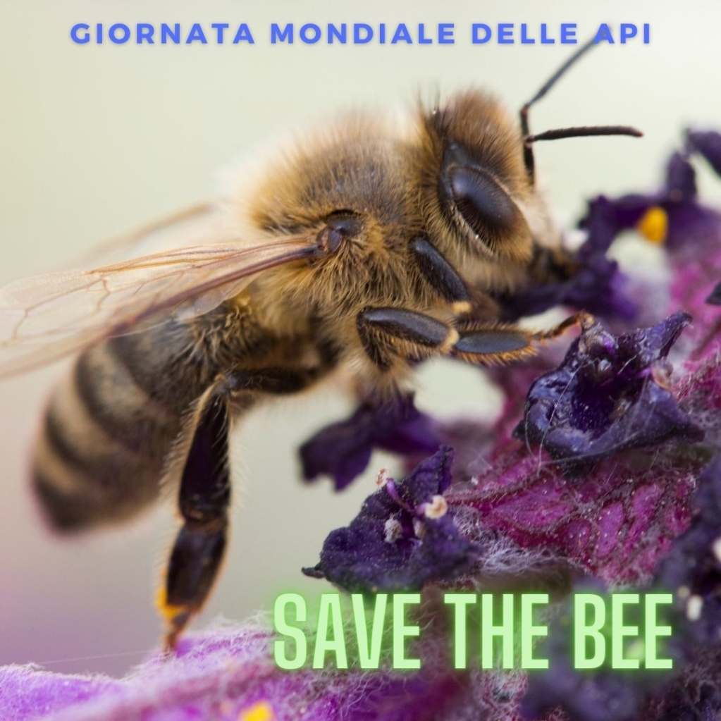 CSSDesign1's tweet image. Serve consapevolezza, i cambiamenti all'ecosistema toccano tutti, non puoi fingere che tutto ciò non ti riguarda!
#savethebee #salviamoleapi #api #bee #beeday #giornatamondialedelleapi