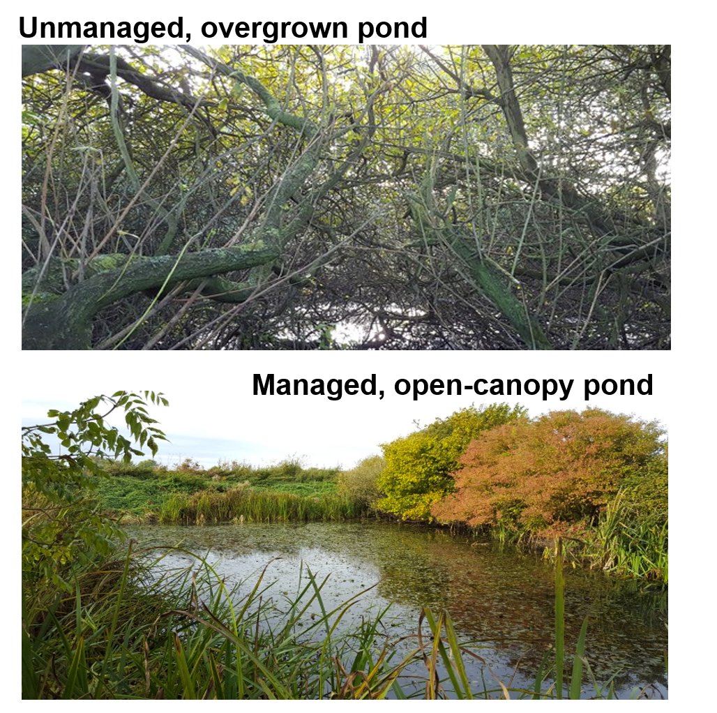 In the UK, the majority of ponds are located in farmland and are frequently surrounded by intensive arable land. Many farmland ponds are filled in or neglected and overgrown. However, farmland ponds can be restored by active tree and sediment removal and come back to life!