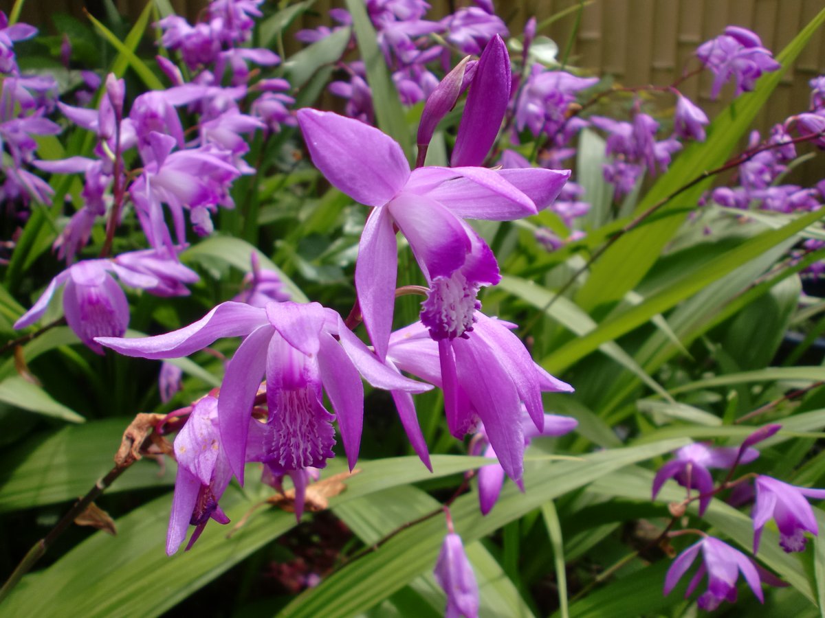 Asai Flowers Flower Purple Purpleflowers Springflowers Spring Silane シラン 紫の花 花 春 5月 5月の花 May Asai Flowers Flower Purple Purpleflowers Springflowers Spring Silane シラン 紫の花 花 春 5月 5月の花 May