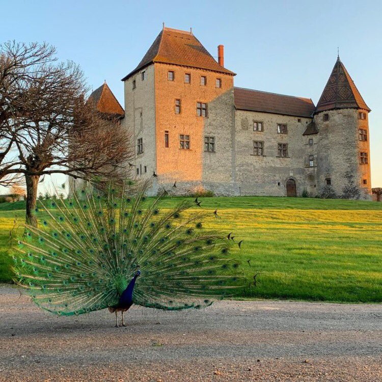 les_aedes's tweet photo. ☘️Le château de Septème nous invite à son ouverture avec ces beaux mots : 
"Déconnectez. Respirez. Retrouvez vos racines… Septème est une maison à vivre...vous allez vivre une expérience immersive, humaine et intime au cœur de l’histoire du Dauphiné et de la Savoie"
#Patrimoine https://t.co/7wWXaBDA49