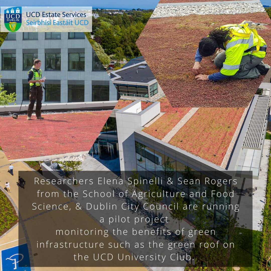 UCD Estate Services (@ucdestates) on Twitter photo Researchers #ElenaSpinelli and #SeanRogers from <a href="/ucdagfood/">UCD School Ag & Food</a> and <a href="/DubCityCouncil/">Dublin City Council</a> are running a pilot project on monitoring the benefits of green infrastructure such as the green roof on the @club_ucd
#WorldBeeDay #UCDPollinatorPlan Researchers #ElenaSpinelli and #SeanRogers from <a href="/ucdagfood/">UCD School Ag & Food</a> and <a href="/DubCityCouncil/">Dublin City Council</a> are running a pilot project on monitoring the benefits of green infrastructure such as the green roof on the @club_ucd
#WorldBeeDay #UCDPollinatorPlan