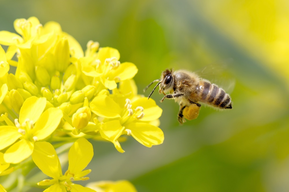 Today is #WorldBeeDay

This year's theme is 'Bee engaged - Build Back Better for Bees', and it'll focus on finding ways to help restore, support and enhance the role of the popular pollinators.