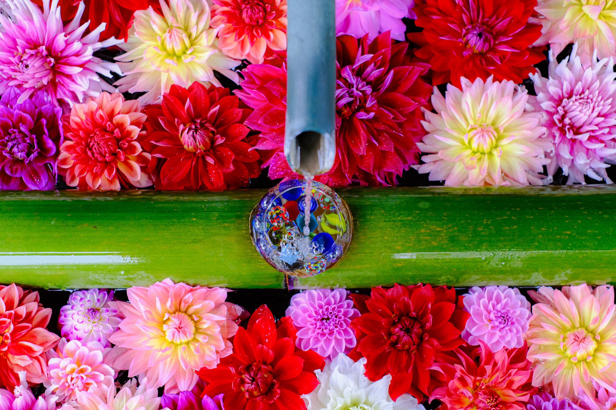 西国第七番 岡寺 本日天竺牡丹を献花いただきましたので 今週末は華手水舎になります 少し多めに献花いただけたので少し池にも入れさせていただきました 花手水 天竺牡丹 ダリア Dahlia 御朱印 御朱印帳 納経帳 厄除け 女性の厄除 西国三十三