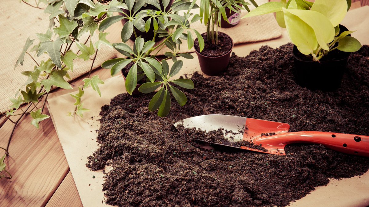 gardeneasES tweet media