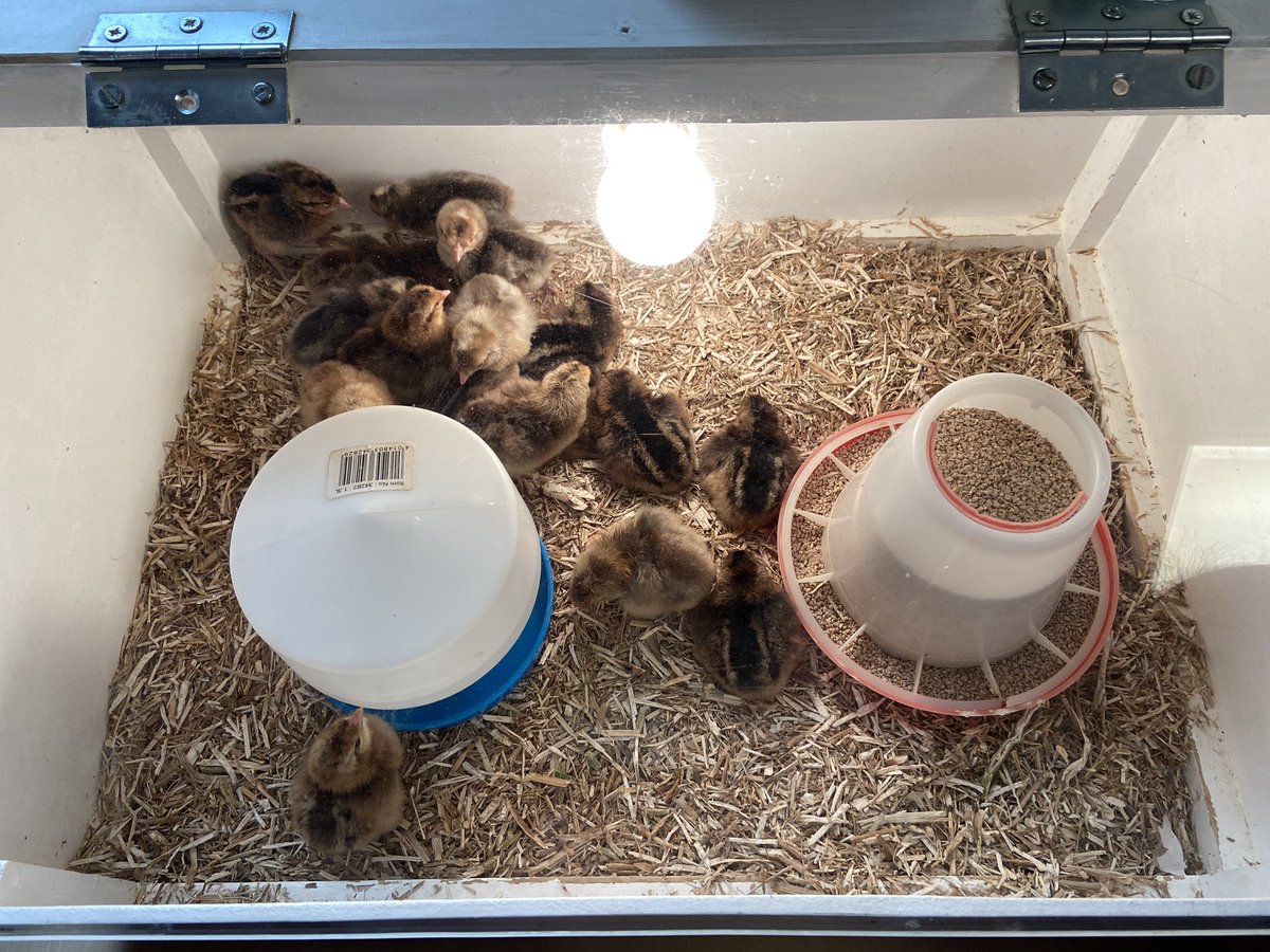 The chicks have a bigger home, they are warming up and growing 💛🐣 #chicks #brooder #cluck