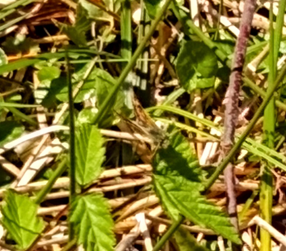 Despite the unseasonably cool weather this spring we were really pleased to get our first chequered skipper of the year yesterday, 19th. Quick visit to Glasdrum so terrible phone photo😂<a href="/savebutterflies/">Butterfly Conservation 🦋</a> #chequeredskipper #springwatch #butterflies