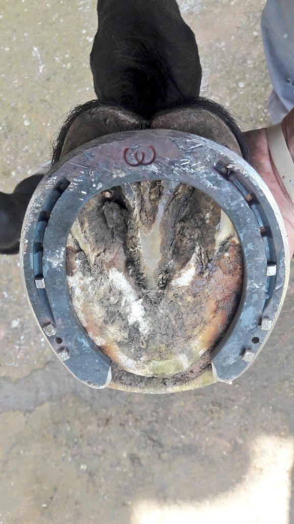 gabiferrador's tweet photo. De tan en tan em truquen per solucionar algun problema.
Avui he fet un ferratge ortopèdic a una euga enfosada de grau 3 amb unes ferradures Napoleòniques.
#Ferrador #Cavalls
#BlackSmith 💪🏽🔨 https://t.co/XdX5n4EqXd