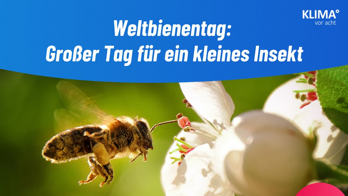 KlimaVorAcht's tweet photo. Die Bedeutung von Bienen als Bestäuber ist elementar für die Menschheit. Die Vereinten Nationen haben deshalb den 20. Mai als World Bee Day ausgerufen. 🌍

Die Klimakrise bringt die innere Uhr der Bienen durcheinander. Hintergründe, die ein Format wie #KlimaVor8 zeigen könnte. 🐝 https://t.co/rlZZk1D2o4