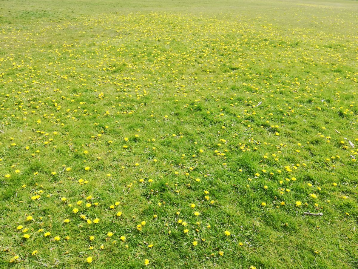 Its  #WorldBeeDay today! To celebrate we share with you a stretch of grass *covered* with dandelions which we know the bees will love! 😍🐝🌼Keep that lawnmower in the shed for the simplest way to encourage pollinators this spring! #NoMowMay