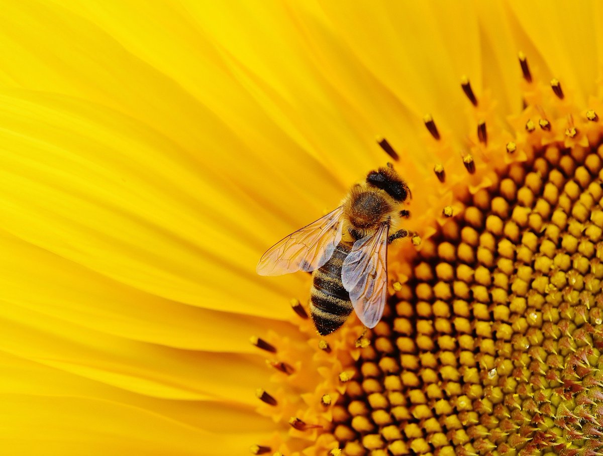 WardHendry's tweet photo. The United Nations designated World Bee Day to raise awareness of the importance of bees. Plant some flowers today 🐝 #BeeDay https://t.co/lrKvqeS3xM
