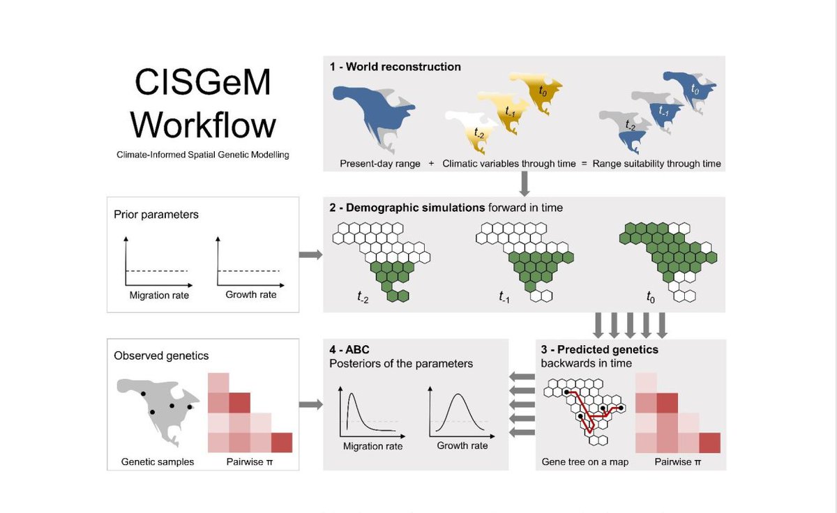 Patterns of pop. differentiation are often attributed to distinct glacial refugia. Yet @EleanorFMiller et al. show  observed gen. diversity in the Yellow Warbler resulted from asymmetric expansion from a single cohesive range. Range dynamics are important! biorxiv.org/content/10.110…