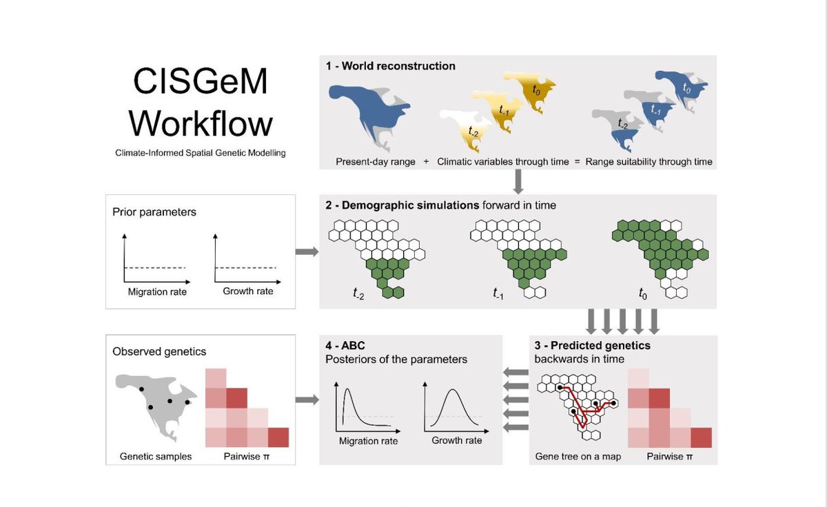 Patterns of pop. differentiation are often attributed to distinct glacial refugia. Yet @EleanorFMiller et al. show observed gen. diversity in the Yellow Warbler resulted from asymmetric expansion from a single cohesive range. Range dynamics are important! biorxiv.org/content/10.110…