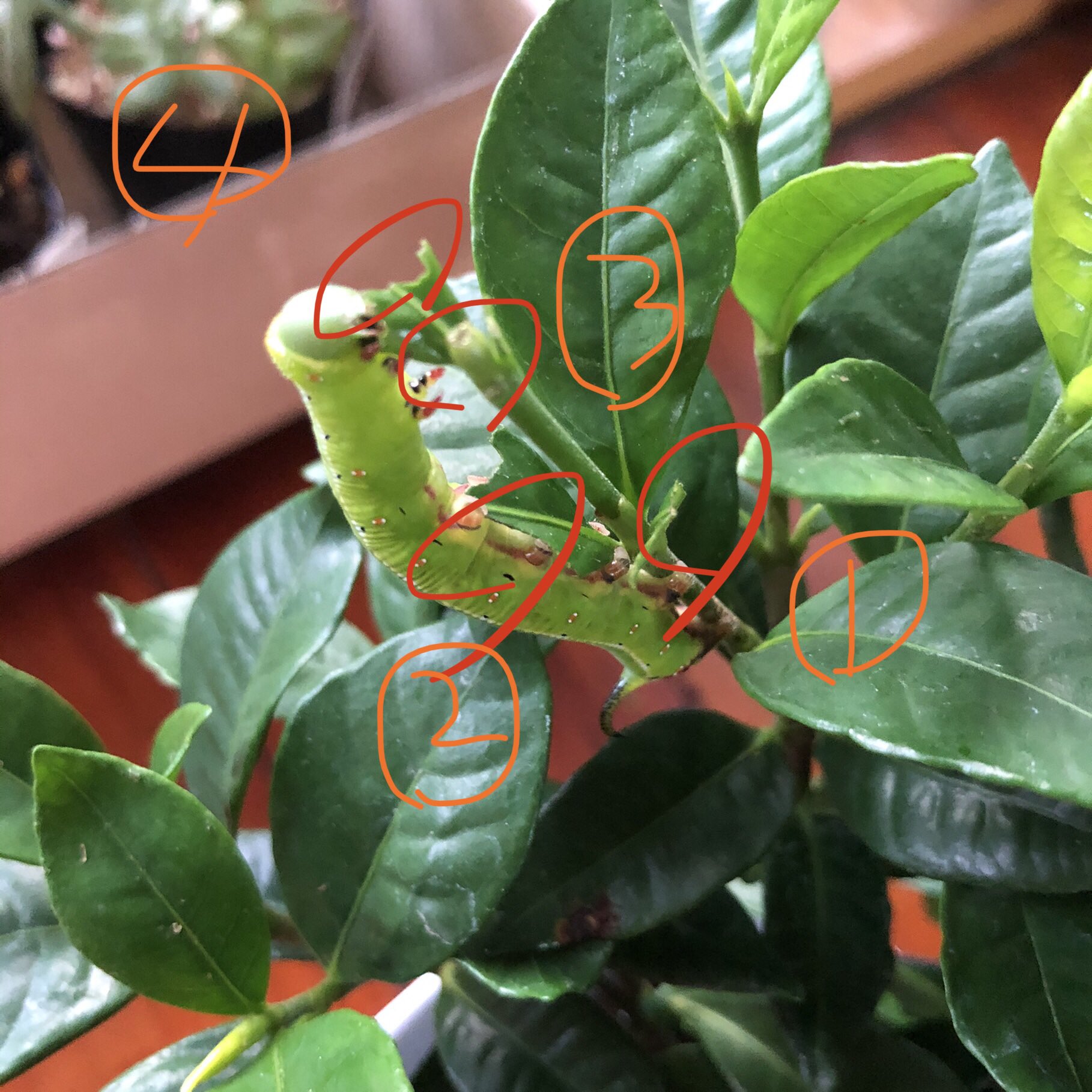 片桐セリカ 矮性ガーデニアにいる芋虫は 葉っぱ3枚 若い花芽を食べましたと 写真 芋虫 スズメガ カワイイ ガーデニア クチナシ 若い 葉 花芽 食べ過ぎ 咲きそう 蕾 やめてね T Co Sb0ldmg8kg Twitter