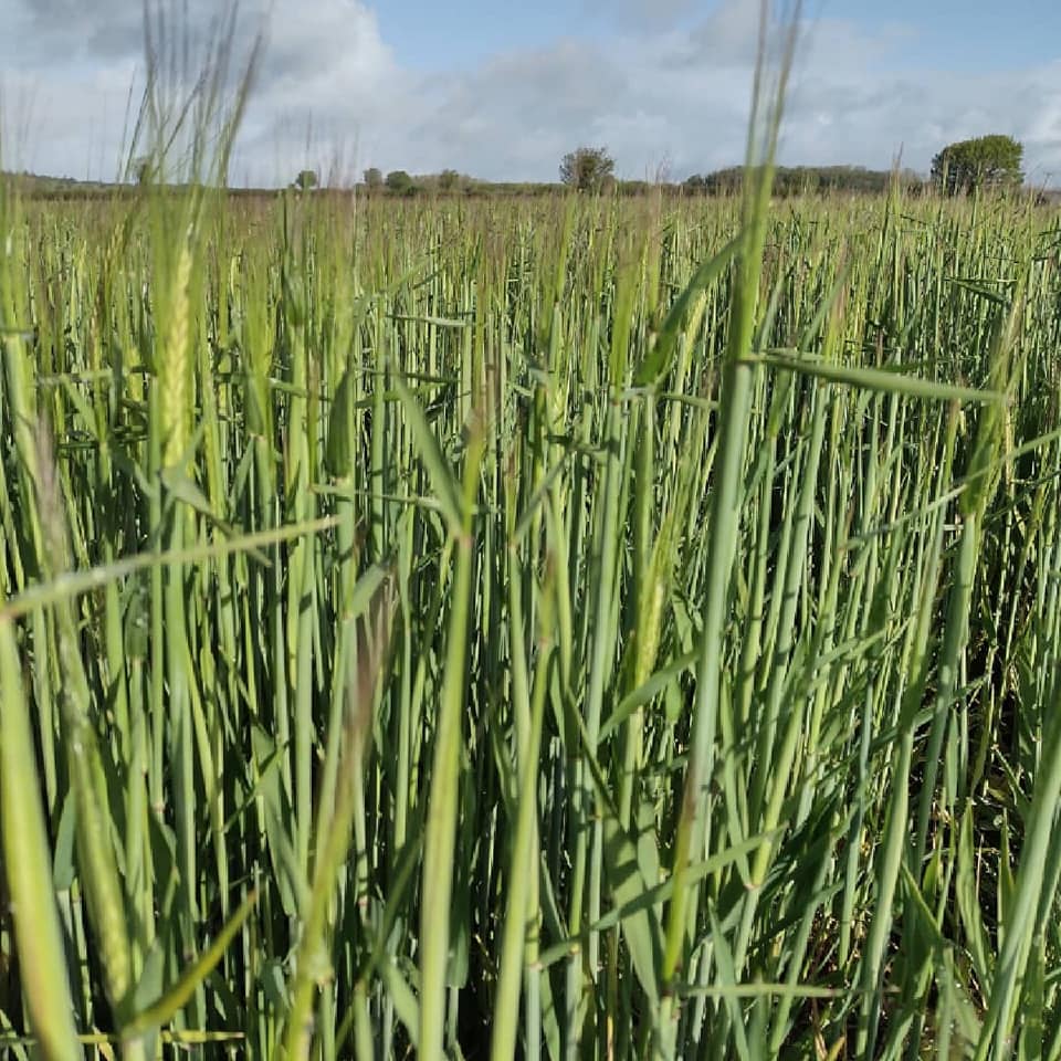 Pearce__Dairy's tweet photo. Checking out some barley what a difference this rain has made! Looks like we could have some good straw too. Customer will be pleased as he's a mixed farm. https://t.co/12Kzh7lGL3