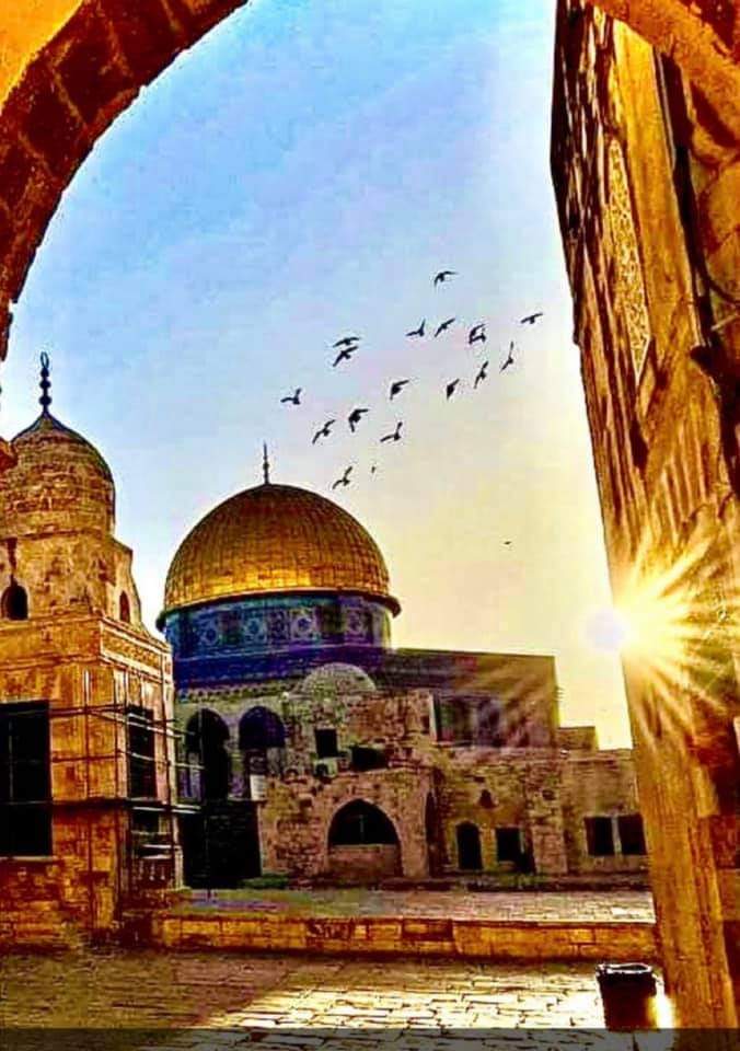 ahmadomar93's tweet photo. الشعب الجبار 🇵🇸🇵🇸

#GazaUnderAttack
#Gaza_Under_Attack
#Palestine
#جرائم_اسرائيلية 
#انقذوا_حي_الشيخ_جراح
#savesheikhjarrah 
#ŞeyhJarrahmahallesinkurtarın
#SalvailquartierediSheikhJarrah
#RettedasViertelSheikhJarrah
#sauvezlequartierdesheikhjarrah https://t.co/AdLKAMlNw7