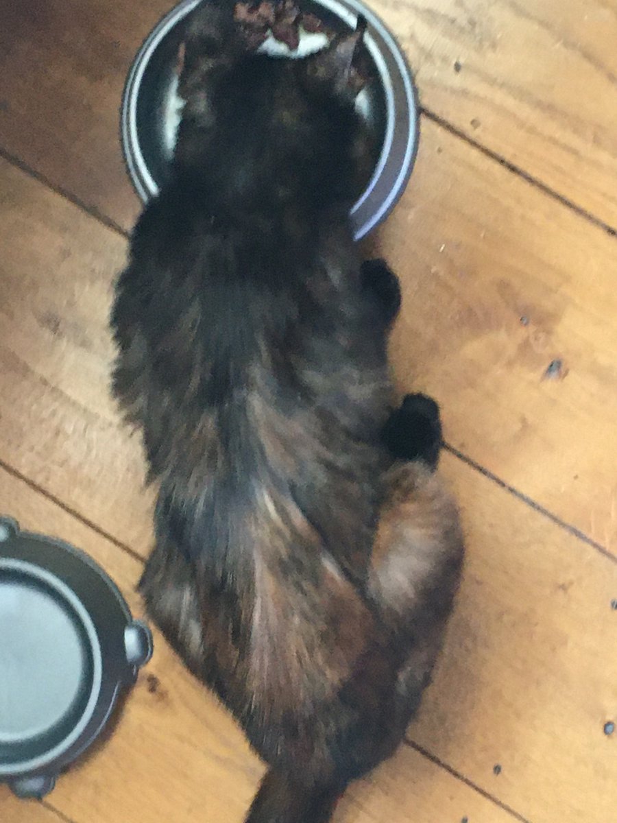 She needs an operation on her chin to sort the injury out. But we need to get her weight up first