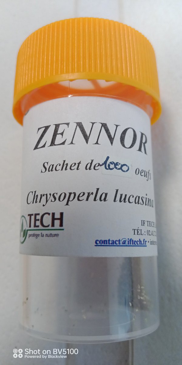 AisneItb's tweet photo. Voici ce que nous allons épandre sur les @_MissBetter #bio pour aider à la régulation des #pucerons #IFTech #angers producteur d'auxiliaires et ici des œufs de chrysopes https://t.co/AougLjxidt