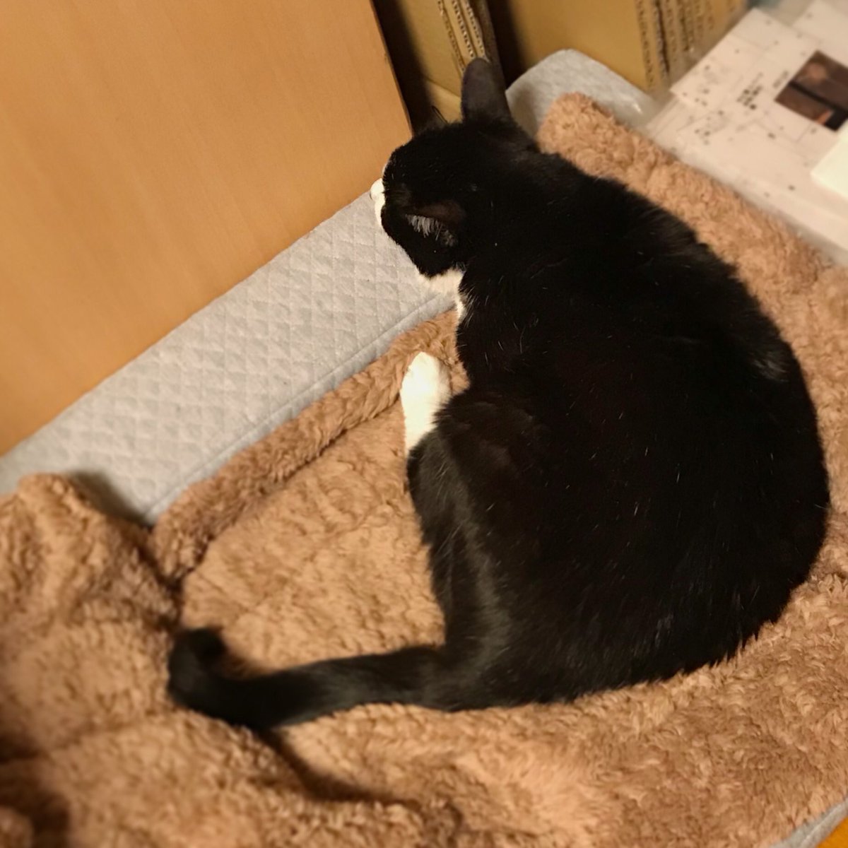 Kuro 腎不全猫 On Twitter 最近ずっと放置されてたシニア用ベッド 何かの拍子に快適さに気付いたらしく 突然愛用するようになりました あきらめなくてよかった Unage 体圧分散シニアローベッド 猫の 腎不全とおつきあい 猫ベッド ハチワレ猫 高齢猫 Https