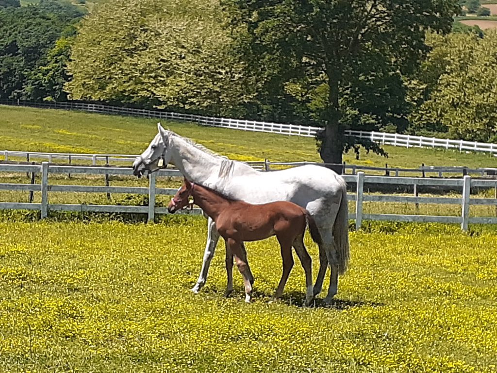 MyBoyCharlie 2021 out of 
Snow White - Dalakhani