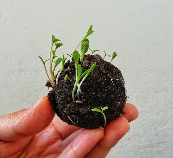 SlowFoodEurope's tweet photo. On #WorldBeeDay, we take the time to thank 🙏 &amp; celebrate our pollinating friends! 
🌼 Throw Flower Bombs, make videos/photos &amp; tag us + @SlowFoodHQ 
🌼 Invite 3 friends to sign the ECI #SaveBeesandFarmers ➡️ https://t.co/rC2XLPuLoH

#FlowerBombChallenge https://t.co/gSi23y3PHQ