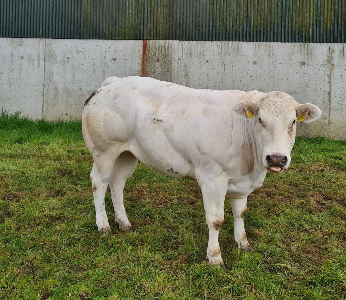 BallybayMart's tweet photo. 🔥🔥🔥🔥1 DAY TO GO UNTIL IRELANDS FIRST EVER TIMED AUCTION FOR E GRADE CATTLE &amp; BREEDING HEIFERS🔥🔥🔥🔥
L

✅Catologue now opened on MartEye

✅Bidding starts tomorrow evening at 8pm

✅Bidding will close at 8pm Sunday 23rd May
 
Enquiries to 042 9741785 or Adrian 0873453566 https://t.co/aWfYJucbsr