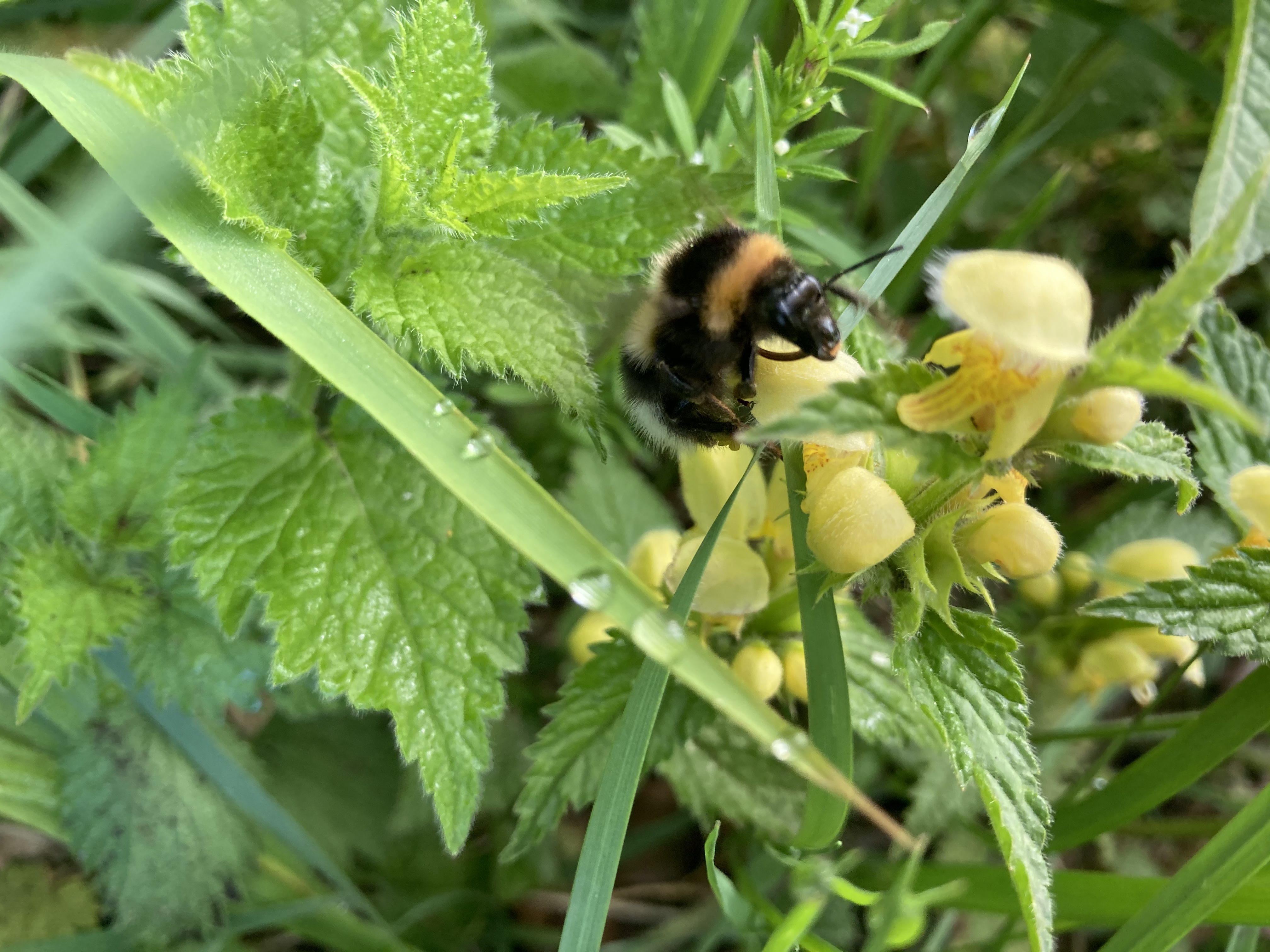 Ightham Mote Happy Worldbeeday Did You Know There S Over 250 Species Of Bee In The Uk Here Are Few Bees Enjoying The Nectar From Our Lovely Flowers In The Garden
