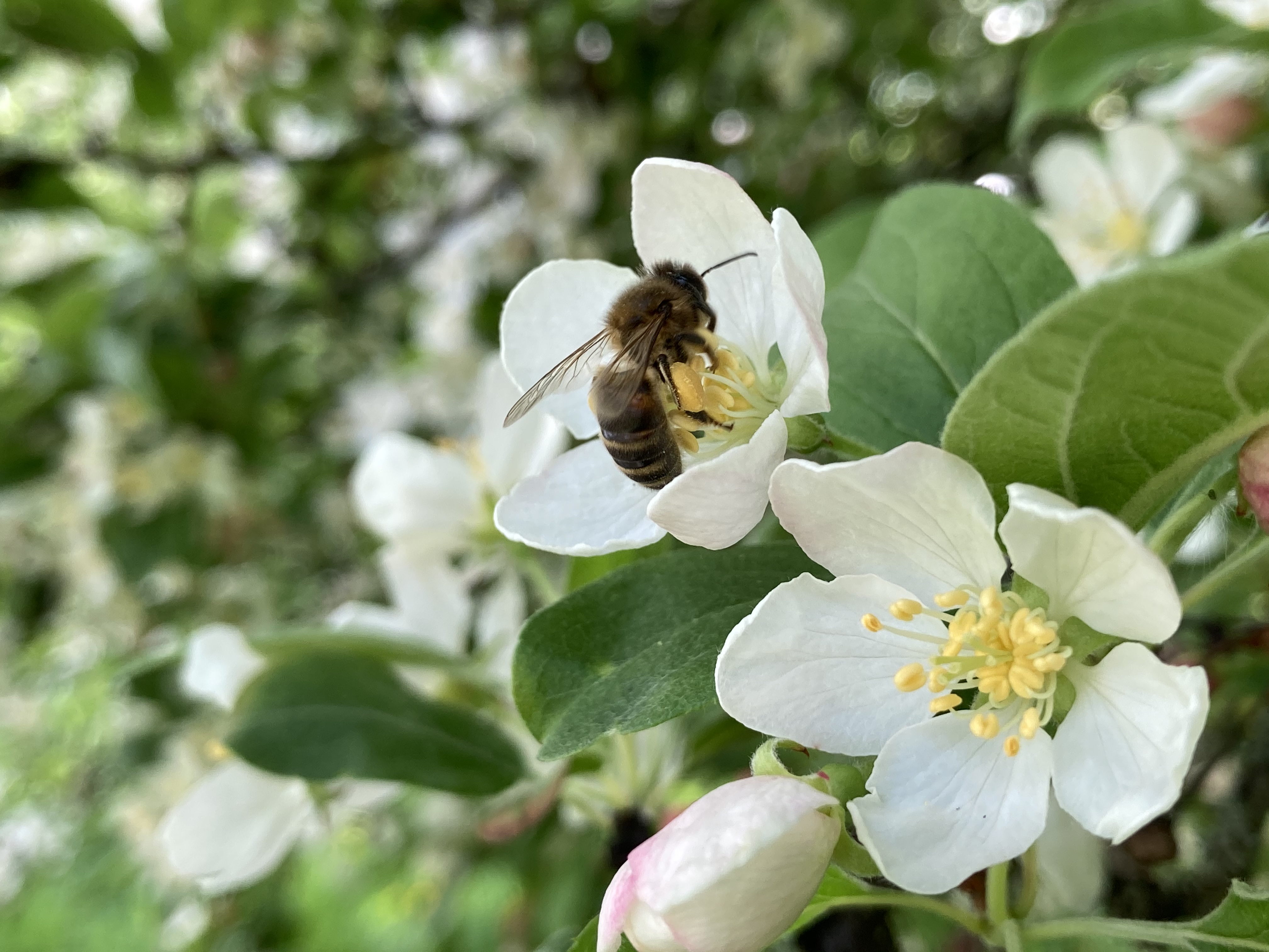 Ightham Mote Happy Worldbeeday Did You Know There S Over 250 Species Of Bee In The Uk Here Are Few Bees Enjoying The Nectar From Our Lovely Flowers In The Garden