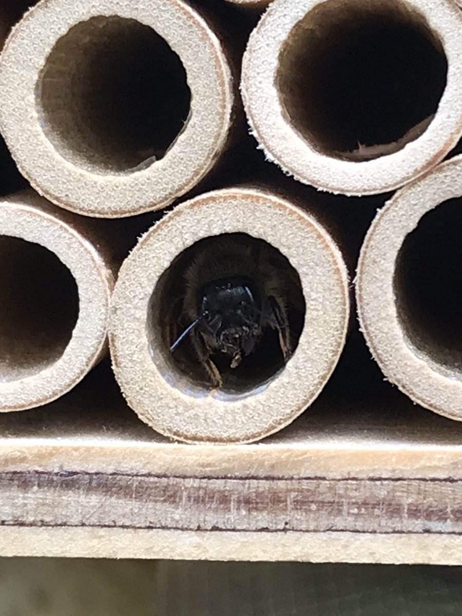 Heute ist #Weltbienentag!
Wir haben seit diesem Frühjahr Mauerbienen und es ist wirklich grossartig. Sie sind auch ziemlich fleissig, wie man sieht! (beide Fotos mit Biene, übrigens!)