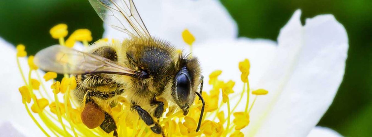 #Bees and other #pollinators are increasingly under threat from human activities. Pollination is, however, a fundamental process for the survival of our #ecosystems. #WorldBeeDay #Savethebees