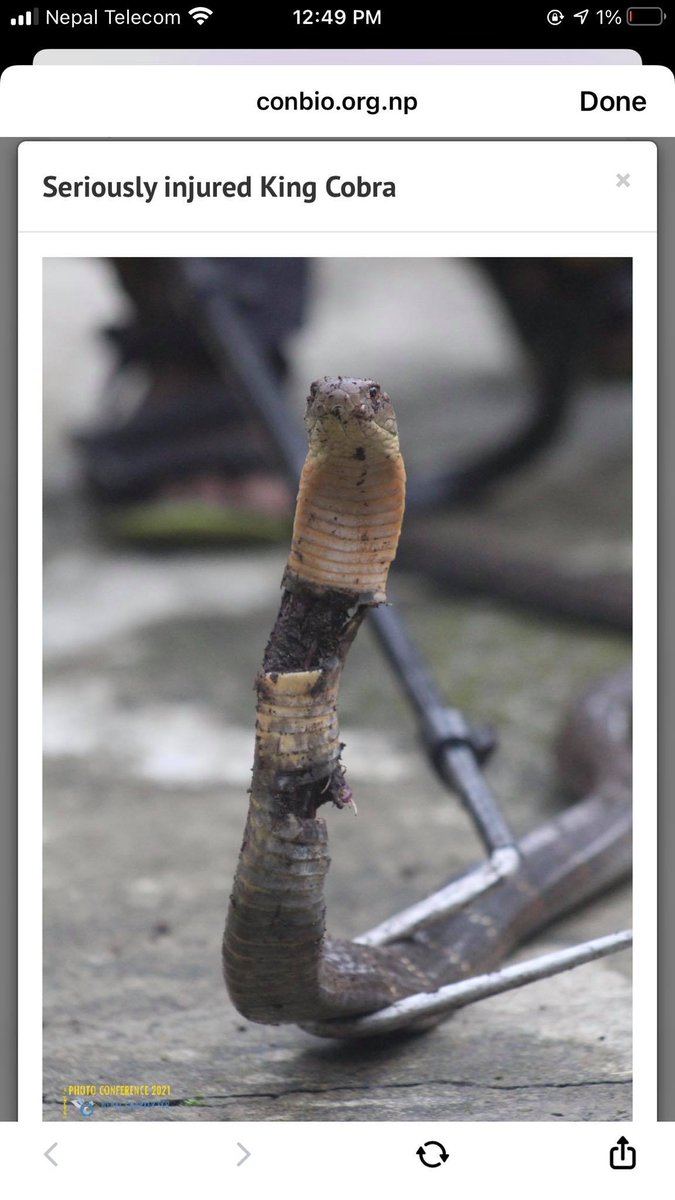 RightRishi's tweet photo. Two of my following listed shots has also in the list. So, I request you for the vote to take it up.
1. Seriously Injured King Cobra : 
2. Beautiful Sekong Lake : 
https://t.co/gYzjz7RFMC https://t.co/RoX8sdwuAh
