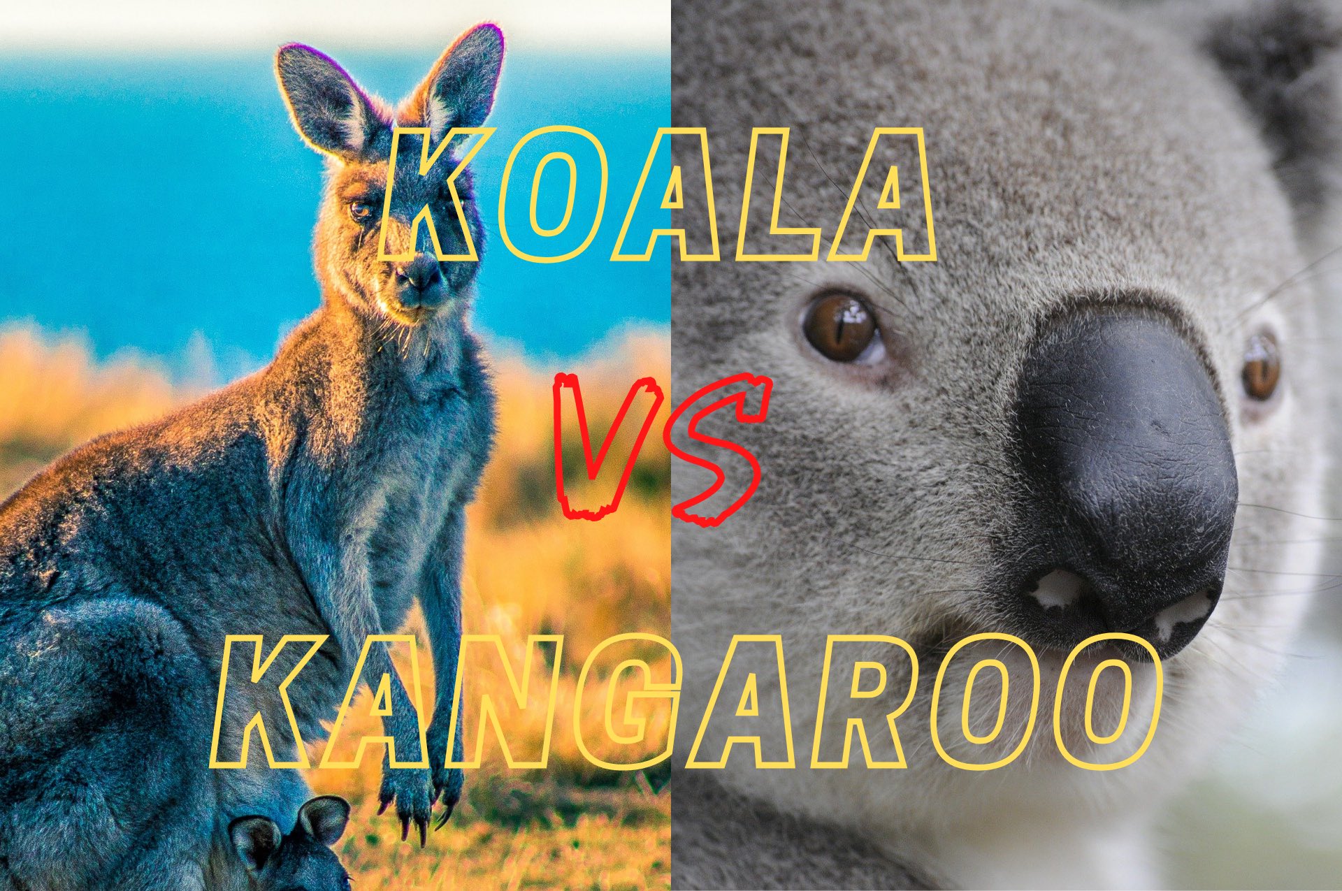 ウメ学長 カンガルーvsコアラ オーストラリア最強の可愛い動物が 勝手に対決 ワインで 一番可愛い 美味しくてコスパ良い のはどっちだ 皆様へのお役立ちレビューは後日 イエローテイル ツリーベア T Co 2dunyhjsgm Twitter