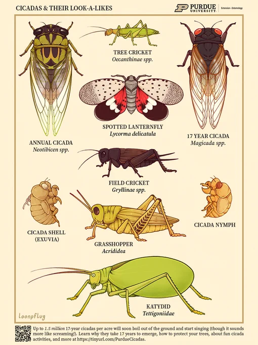 ahh im so excited to finally share this! 🌿💛

i recently got the opportunity to design this comparative insect poster for purdue university in anticipation of the brood x cicada emergence 🪲 AND i got to meet the cicadas i studied for the project this week!! 