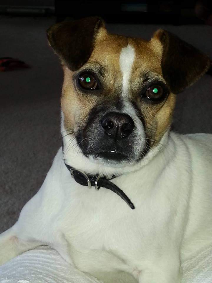 Thank you <a href="/TMobile/">T-Mobile</a> for all the kibbles and bits you provide.  I will forever be my human's fav #TMobilePets 
<a href="/clay466/">Diana Clay</a> <a href="/TheSirBentley/">Sir Bentley</a> <a href="/TammyAnnWilson/">Tammy Wilson</a>