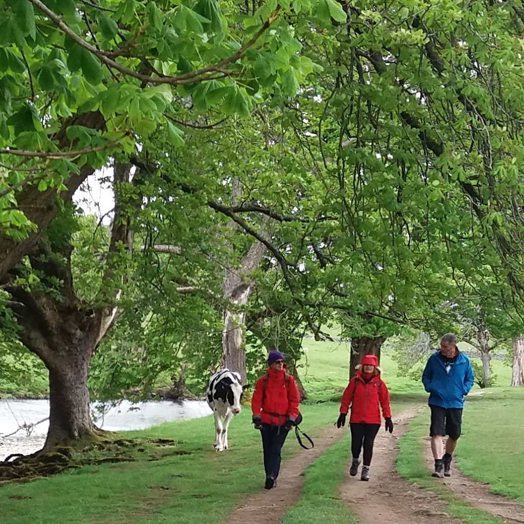 Three Walkers and A Cow!
Dales Way Association committee, meeting for the first time in 15 months. On the #DalesWay of course #Grassington #Wharfedale