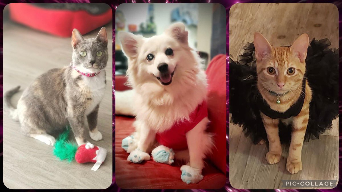 #TMobilePets <a href="/TMobile/">T-Mobile</a>  My sweet babies! (From L to R: Misa, Sophie, Merida) ❤️❤️❤️