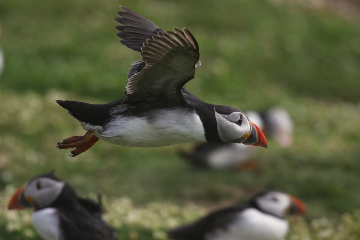 SkokholmIsland's tweet photo. It is often said that, in mastering underwater swimming, Puffins have sacrificed their aerial abilities. Watching them land perfectly outside their burrows, backwards and in 70 mph winds, we think they're still pretty good. https://t.co/ClkC58lkTo