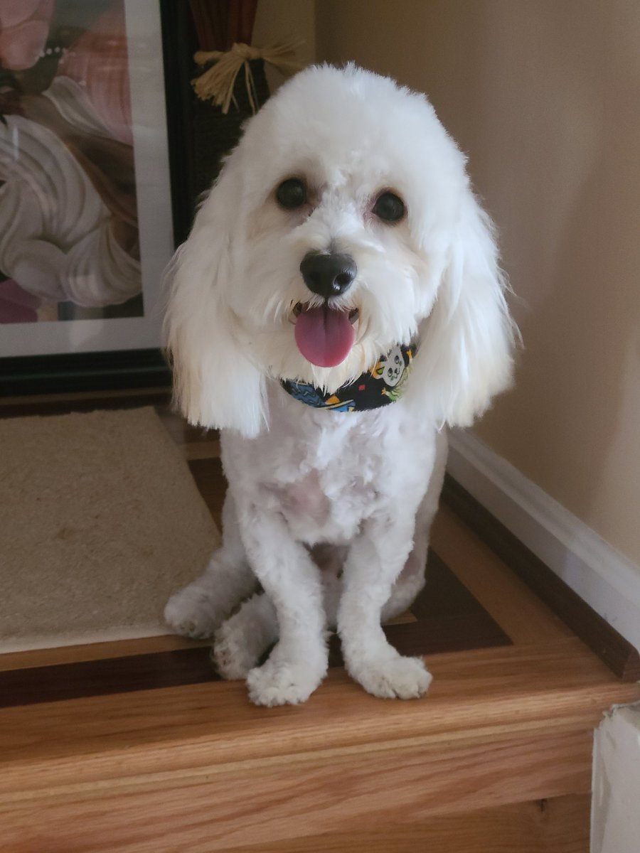 My Bonus Baby!  He is the gift that keeps on giving and he loves being a #TMobilePets 
<a href="/TMobile/">T-Mobile</a> <a href="/clay466/">Diana Clay</a> <a href="/bgailmerritt/">Gail Merritt</a> <a href="/TammyAnnWilson/">Tammy Wilson</a>