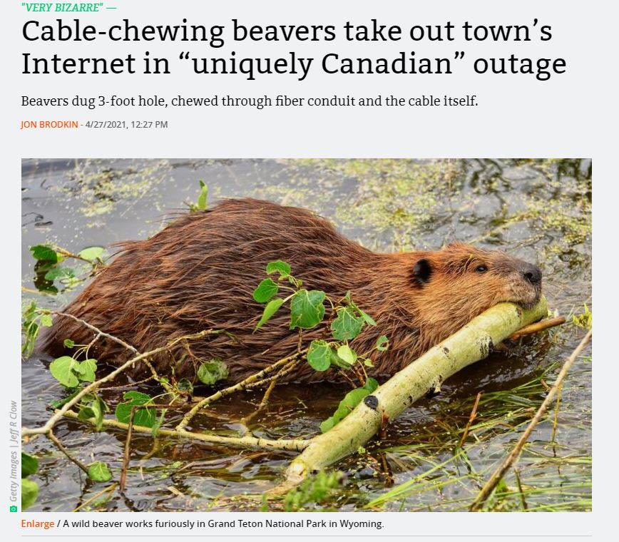 RCNTechnologies's tweet photo. I suppose we can add beavers to the list of recommended reasons your organization needs a Failover Solution. 

#failover #outage #continuity #beavers https://t.co/AvSpQqUHxa