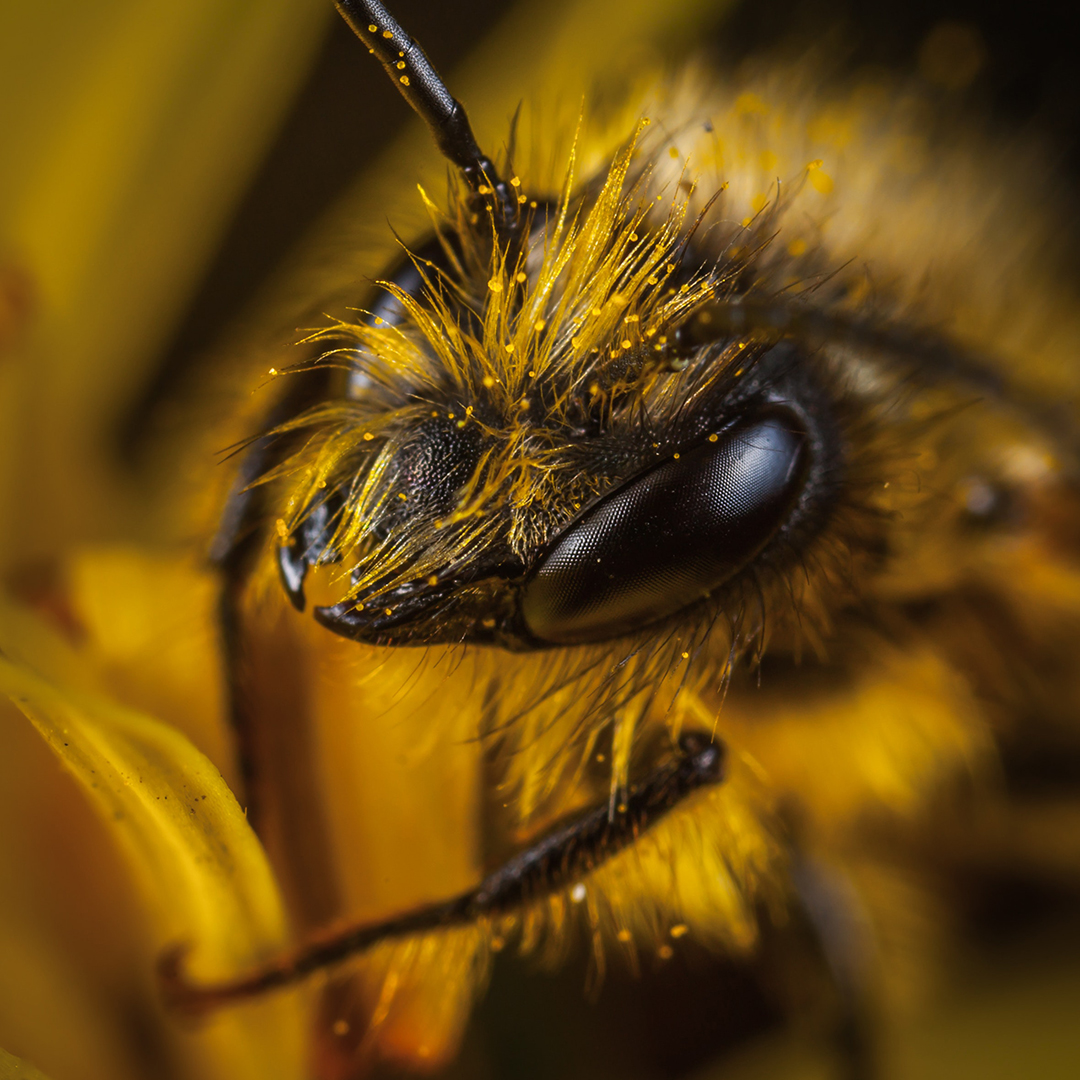 apiverk's tweet photo. ¡Hoy es el #DíaMundialdelasAbejas!  
Las abejas hacen algo esencial para la diversidad de las plantas (y por ende de todos los serves vivos) en el mundo: la polinización 🐝🌱🌸
Su preservación y la de su hábitat es esencial para todos
 ¡Protejámoslas! 🙌 https://t.co/scz7sgTOO4