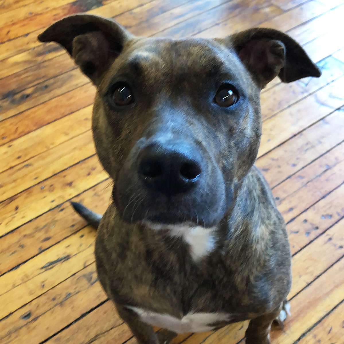 MESHagency's tweet photo. Meet Baxter and Ellie, a couple of our favorite #MESHPets. What do they have in common? They were both rescued and adopted by Meshies :)
 
Check out our friends at @TheHSFN, and see how you can help an animal in need get a new life. #NationalRescueDogDay https://t.co/2j7AYZ3XqT