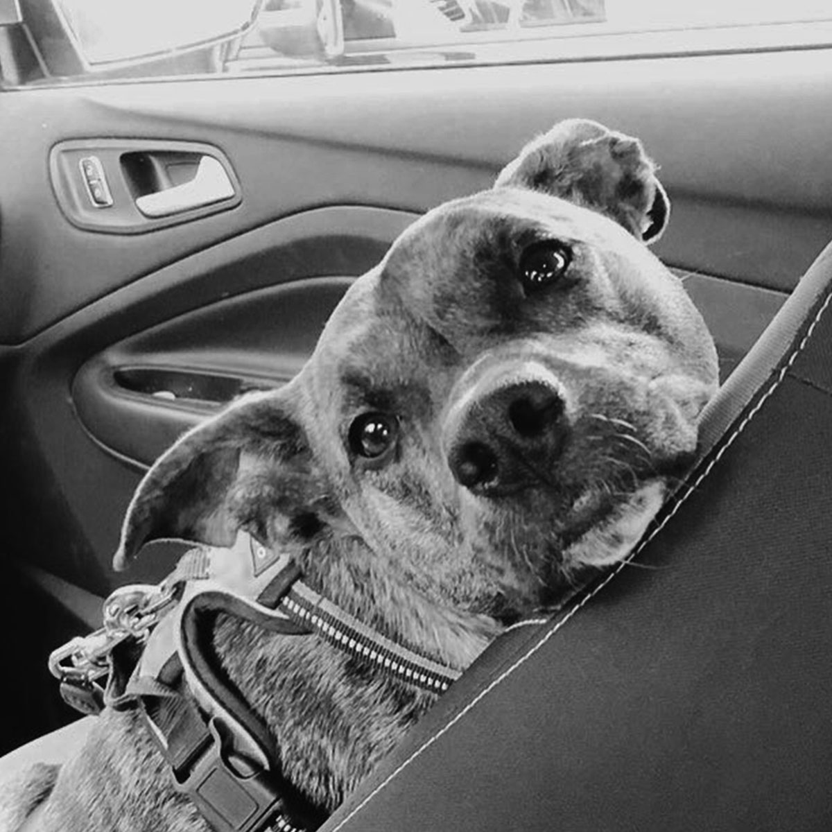 MESHagency's tweet photo. Meet Baxter and Ellie, a couple of our favorite #MESHPets. What do they have in common? They were both rescued and adopted by Meshies :)
 
Check out our friends at @TheHSFN, and see how you can help an animal in need get a new life. #NationalRescueDogDay https://t.co/2j7AYZ3XqT