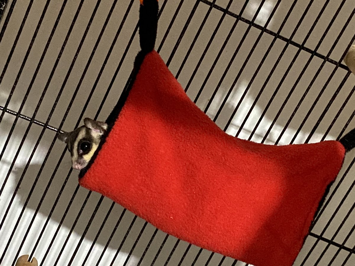 zobeebs's tweet photo. A burrito 

Also, Maple gave birth 

We are grandparents https://t.co/fBXksgdFvk