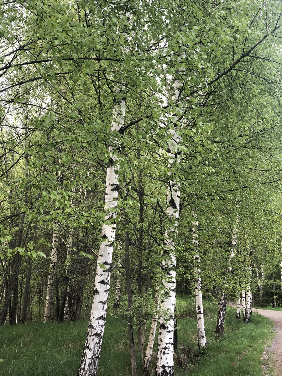 PaulaHoffren's tweet photo. Kilometrin säteellä kodistani on kauniita polkuja ja reittejä ulkoiluun. #maisema #kulttuurimaisema #Raadelma https://t.co/L9RrSGYdqf