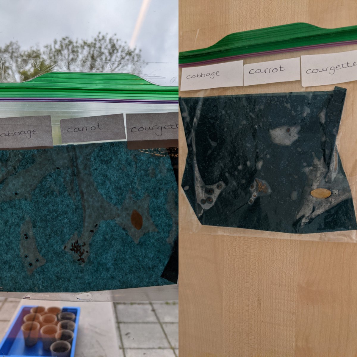 BranfilPrimary's tweet photo. For our plant topic, year 1 have placed different seeds in zip lock bags to see how they germinate. We have placed our zip lock bags in different places to see if this makes a difference. #BranfilSTEM #BranfilValues #BVUnderstanding https://t.co/ANp7h6RwUU