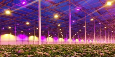 Oreon_led's tweet photo. "We have the best light distribution and the least number of fixtures in our greenhouse". Tastier #basil with water cooled LED grow lights. @kruidenaer
#Oreon #LEDLIGHTGROW #growingbasil #growingherbs #herbalgrowlights #LED #hybrid https://t.co/X5voSnEk3M