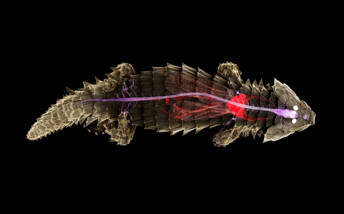 Ed Stanley tweet media