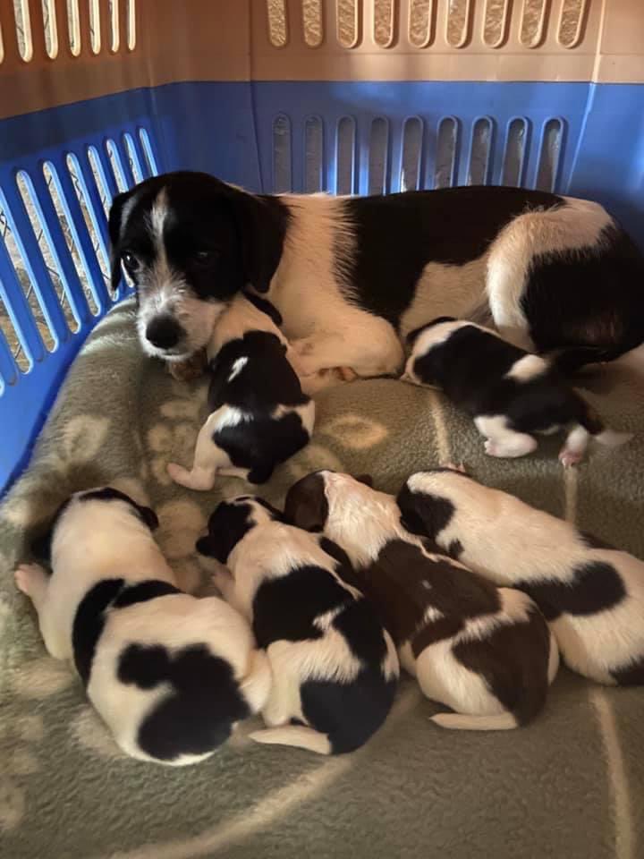 huelladejaen's tweet photo. Esta inocente mamá se merece lo mejor, y ver a sus 6 hijos aferrarse a la ESPERANZA de una vida digna.
Han sido rescatados de una muerte segura ahogados en un río, cómo siguen haciendo en muchos pueblos al no esterilizar.
Ya están a salvo en nuestro refugio.
Ayúdanos a ayudarles https://t.co/btR9noBpuv