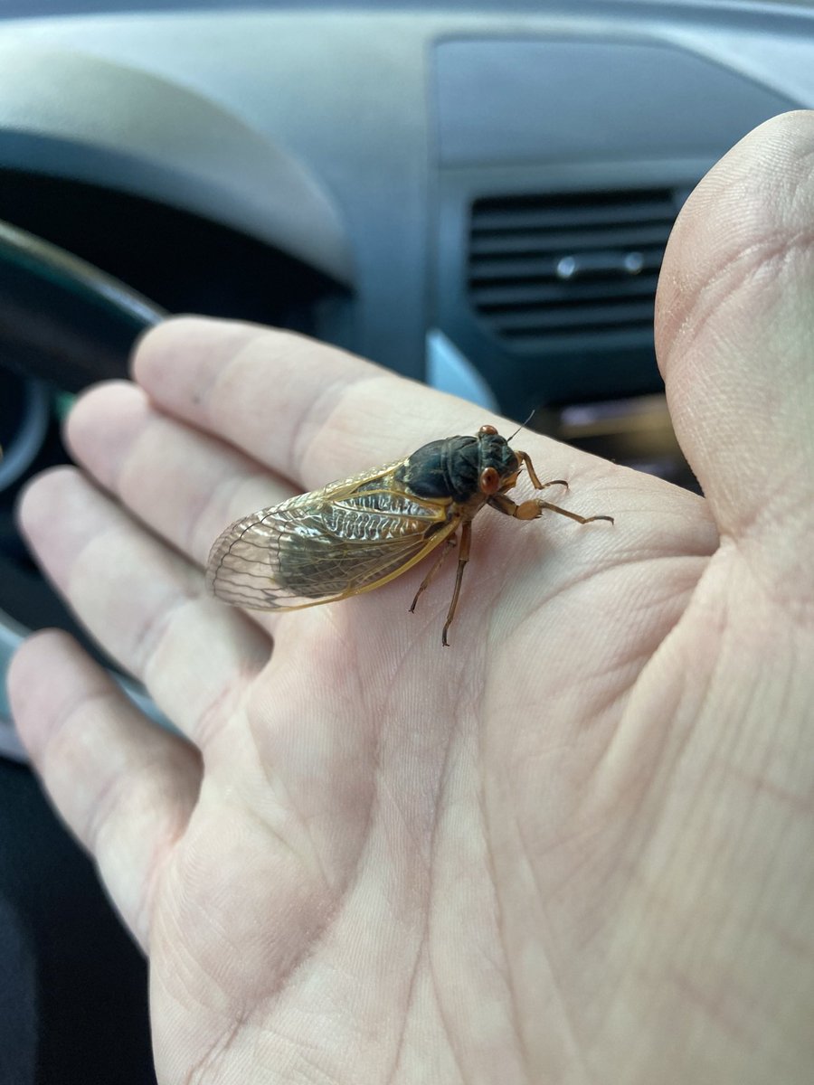 shawn_smith_3's tweet photo. I brought some interesting hitchhikers in from the field today. I will take some #broodx cicadas any day over the ticks from last week! Today was the first day I could hear cicadas calling and they have emerged in high numbers across DC. 

#cicadas #CicadaWatch2021 #fieldwork https://t.co/UvIebKfW87